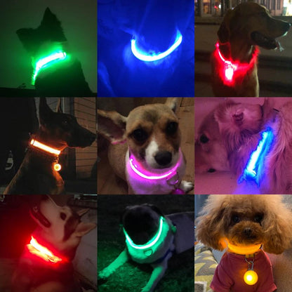 Chiens portant des colliers lumineux colorés pour rester visibles pendant les balades nocturnes