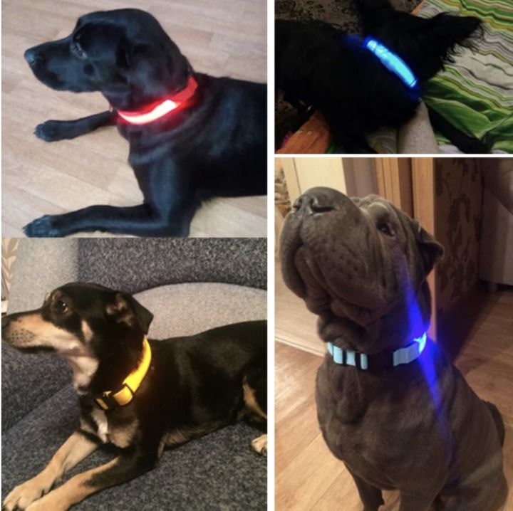 Chiens portant des colliers lumineux de différentes couleurs pour être visibles la nuit