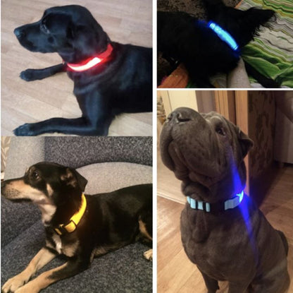 Chiens portant des colliers lumineux de différentes couleurs pour être visibles la nuit