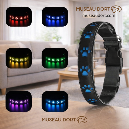 Collier lumineux pour chien rechargeable avec 6 couleurs LED, présenté dans un salon moderne, visibilité nocturne optimale.