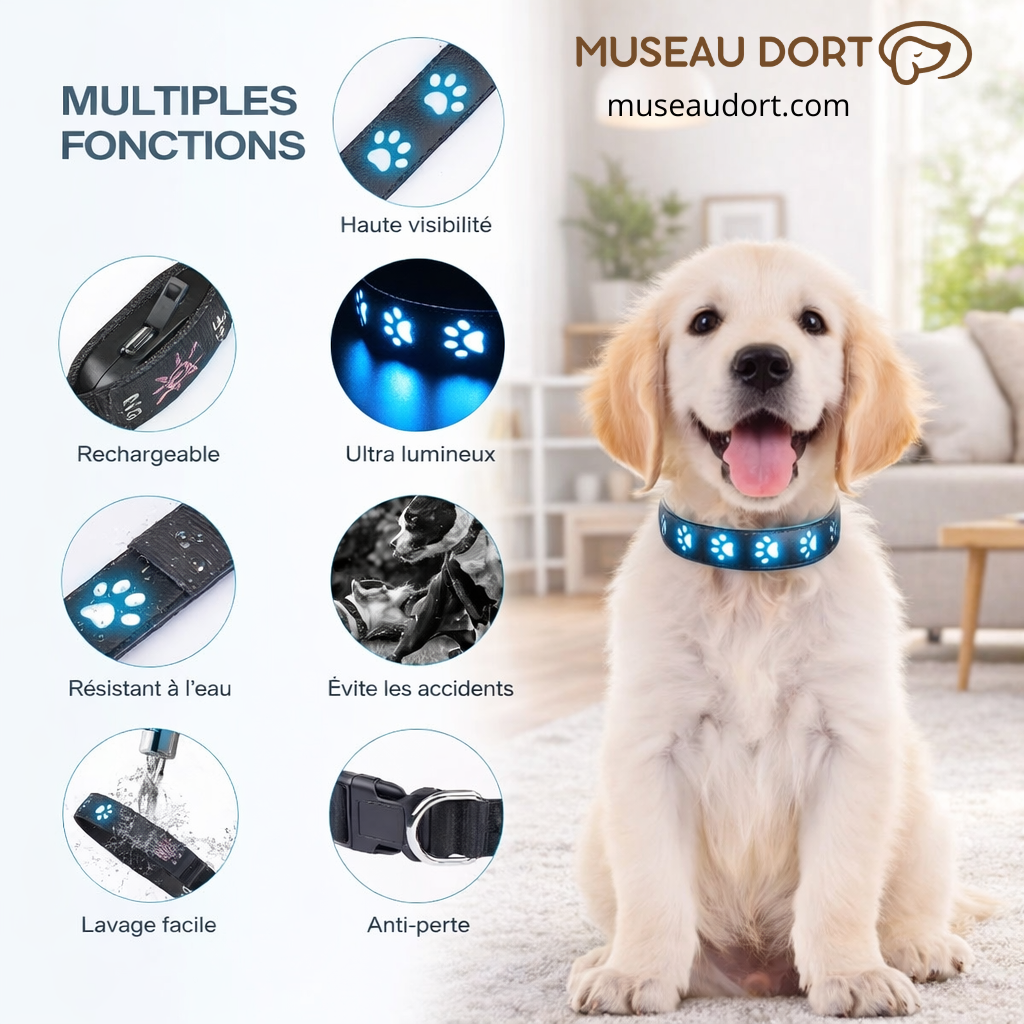 Collier lumineux pour chien LED rechargeable avec haute visibilité, résistant à l’eau, porté par un chiot en salon moderne.
