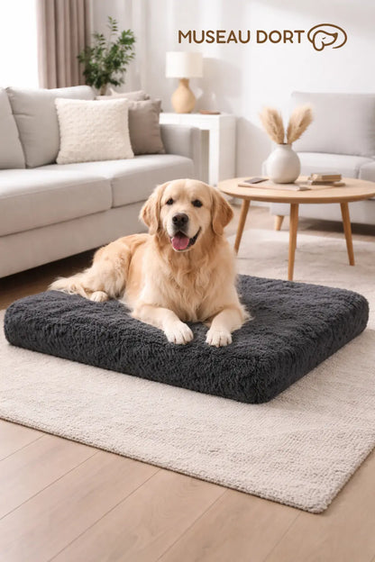 Golden Retriever couché sur coussin gris foncé dans un salon moderne, disponible chez Museau Dort