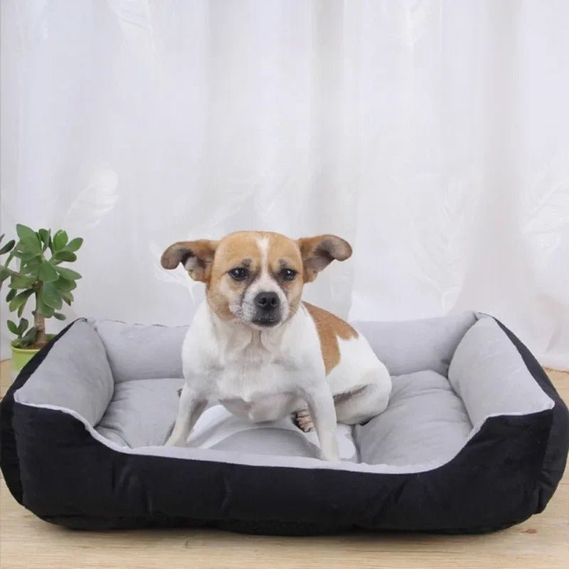 Petit chien assis dans un coussin pour chien lavable noir et gris, doux et confortable pour le repos. Museau Dort.