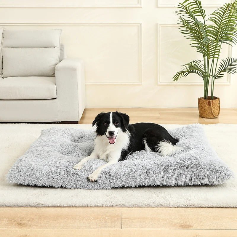 Coussin pour Chien Moelleux 🐾 | Il Va Te Piquer Ta Place sur le Canapé ! - Museau dort