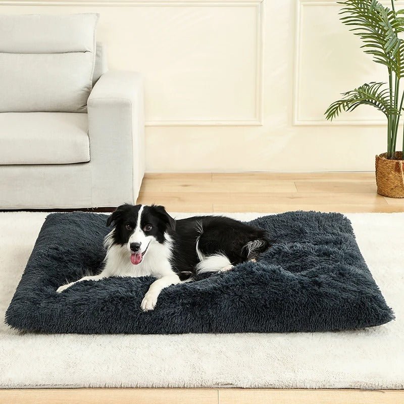 Coussin pour Chien Moelleux 🐾 | Il Va Te Piquer Ta Place sur le Canapé ! - Museau dort