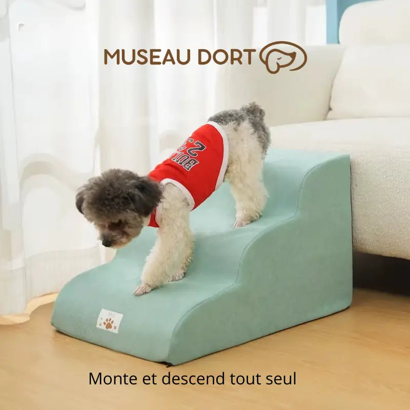 Petit chien qui monte et descend seul sur un escalier pour chien en mousse près du canapé Museau Dort