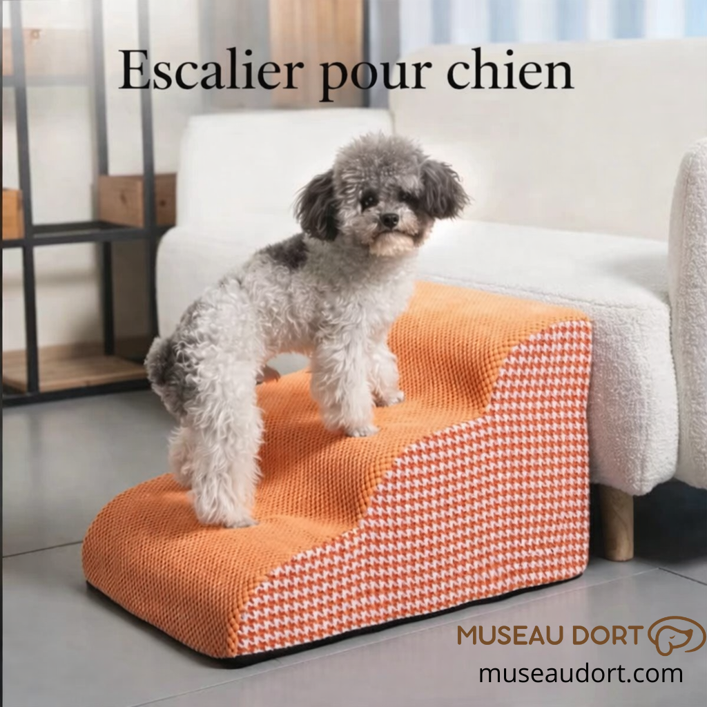 Escalier pour chien Monte Pépère utilisé par un petit chien pour monter au canapé en toute sécurité dans un salon.