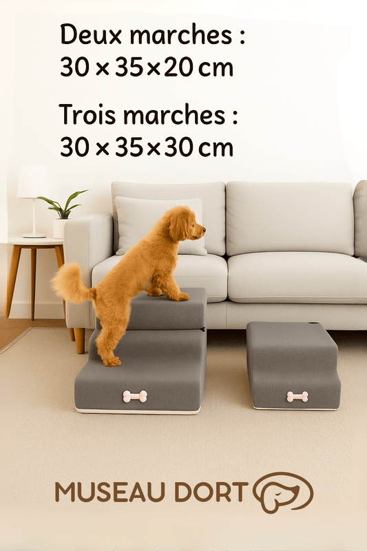 Escalier pour Petit Chien | Sécurité, Autonomie et Zéro Saut Inutile - Museau dort