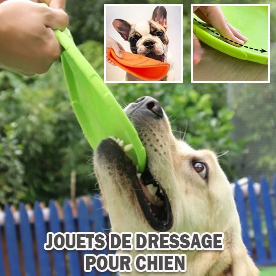 Chien tenant un frisbee souple vert pour le dressage, jouet résistant idéal pour apprendre à rapporter et jouer en plein air.