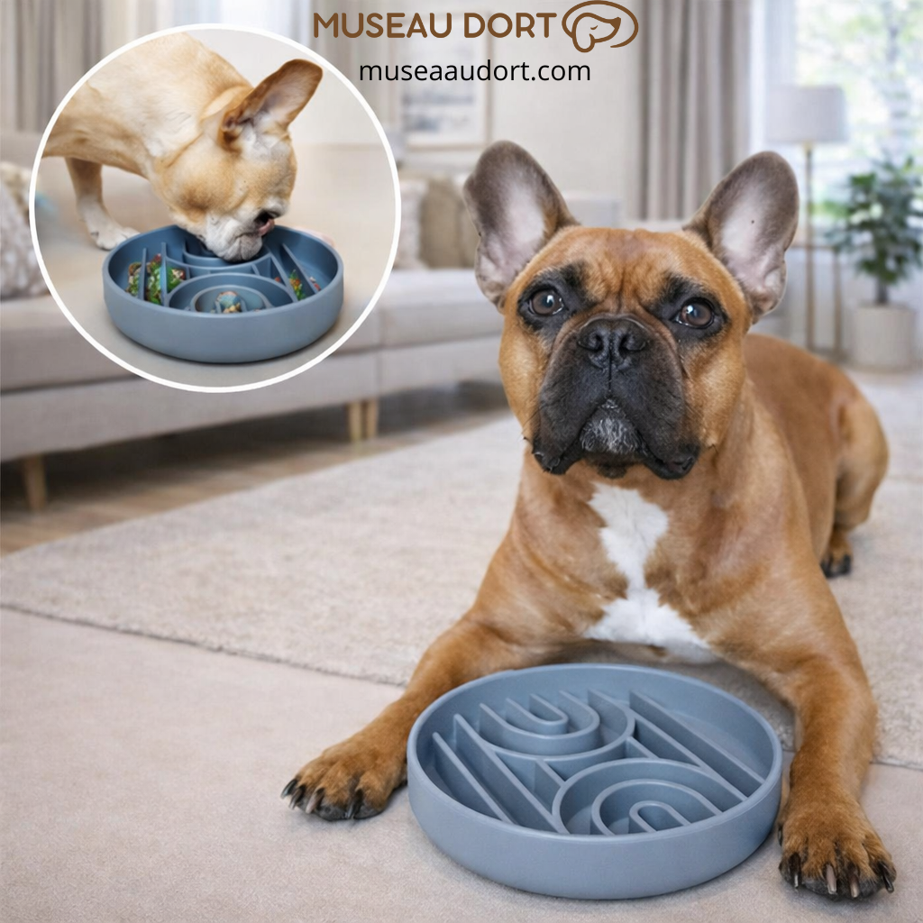 Gamelle anti glouton chien utilisée par un bouledogue français dans un salon moderne pour ralentir les repas – Museau Dort