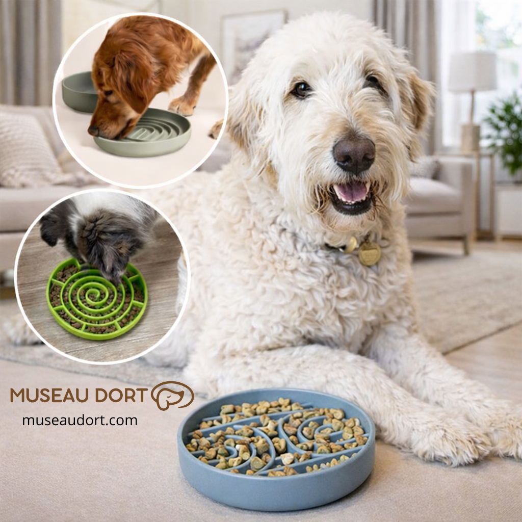 Gamelle anti glouton chien utilisée dans un salon moderne pour ralentir les repas et améliorer la digestion – Museau Dort
