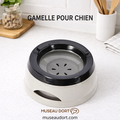 Gamelle pour chien présentée sur plan de travail de cuisine moderne avec eau visible pour hydratation propre Museau Dort