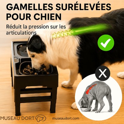 Gamelles surélevées pour chien réduisant la pression sur les articulations et améliorant la posture pendant les repas, Museau Dort
