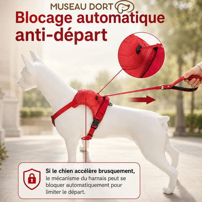 harnais-chien-blocage-automatique-anti-depart.