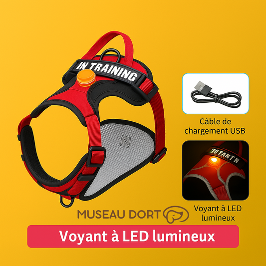 Harnais de sécurité rouge pour chien avec LED et câble USB – Idéal pour les balades de nuit. Disponible chez Museau Dort

