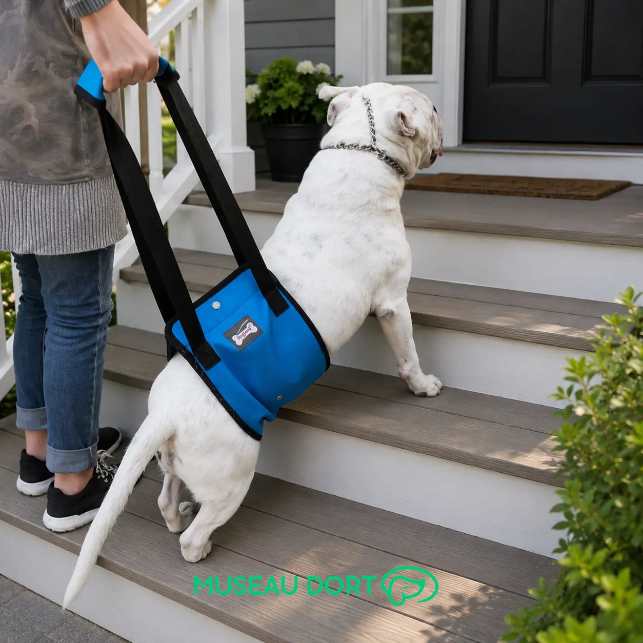Chien âgé aidé par un harnais de levage bleu pour monter les marches d’un perron de maison
