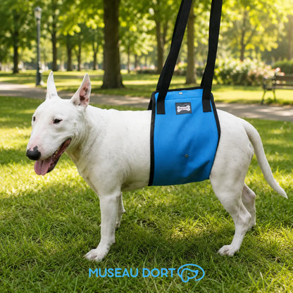 Chien âgé portant un harnais de levage bleu dans un parc, conçu pour soutenir ses pattes arrière