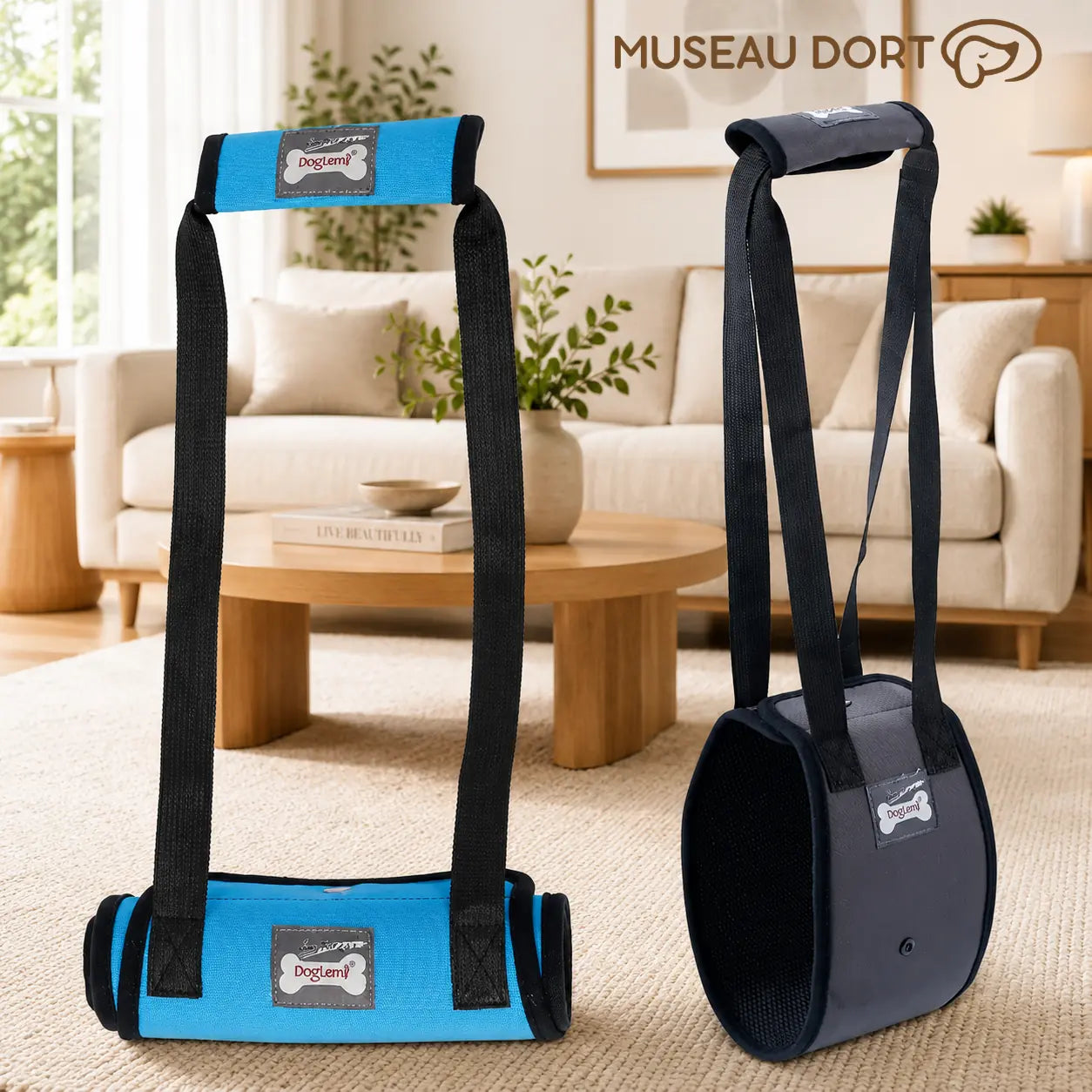 Harnais de levage bleu et noir pour chien âgé présentés dans un salon moderne, pour soutenir la marche
