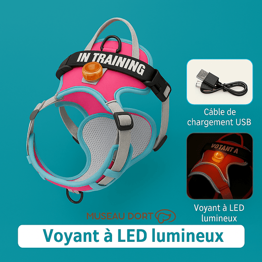 Harnais Lumineux Chien LED | Confort et Visibilité Nocturne - Museau dort