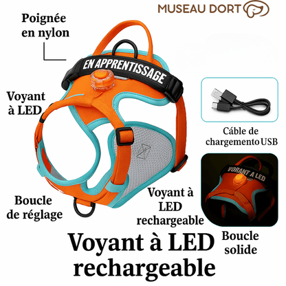 Harnais Lumineux Chien LED | Confort et Visibilité Nocturne - Museau dort