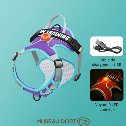 Harnais Lumineux Chien LED | Confort et Visibilité Nocturne - Museau dort