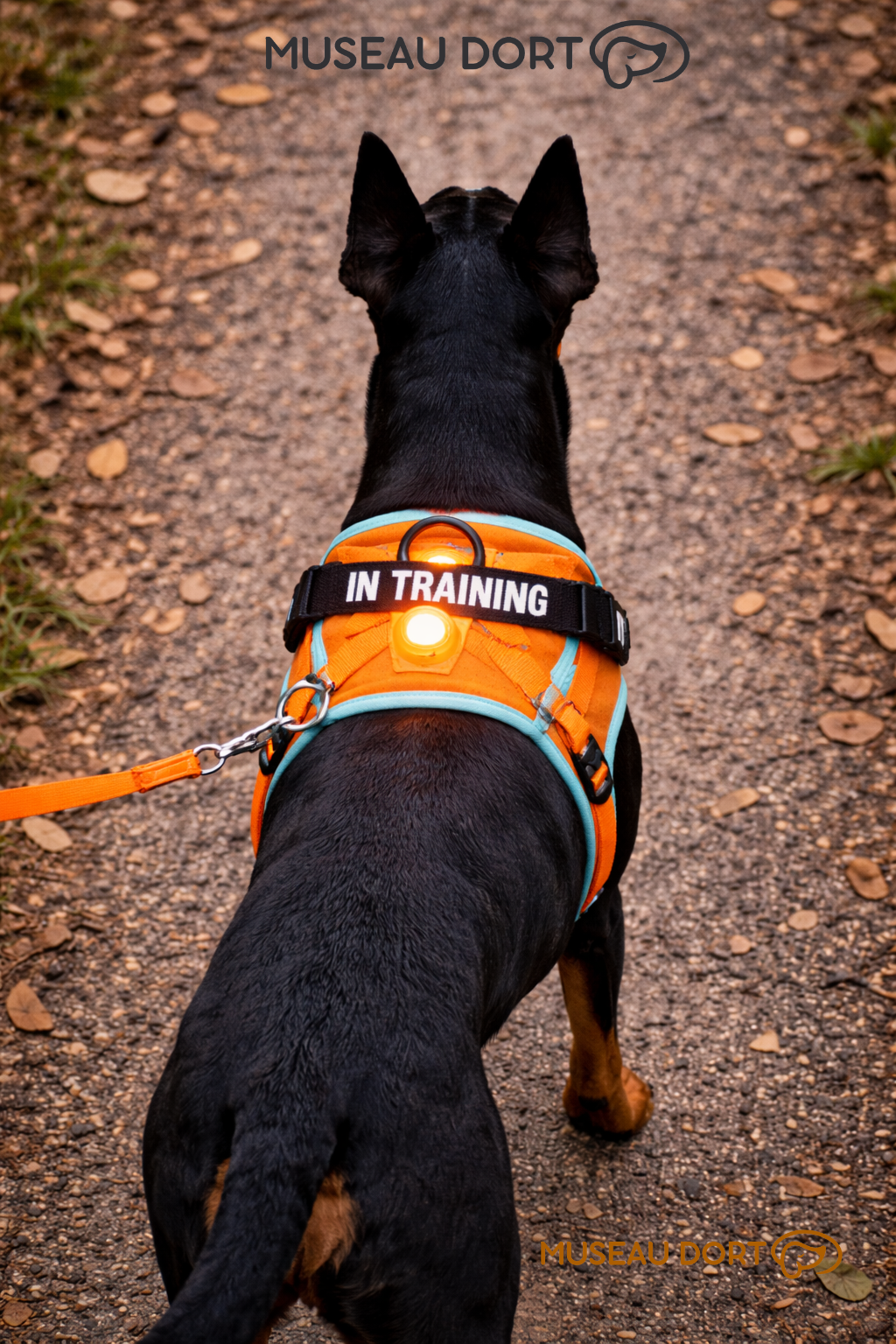 Harnais lumineux pour chien porté de dos avec LED rechargeable, visibilité nocturne idéale pour promenades sécurisées, Museau Dort