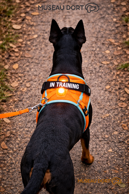 Harnais lumineux pour chien porté de dos avec LED rechargeable, visibilité nocturne idéale pour promenades sécurisées, Museau Dort