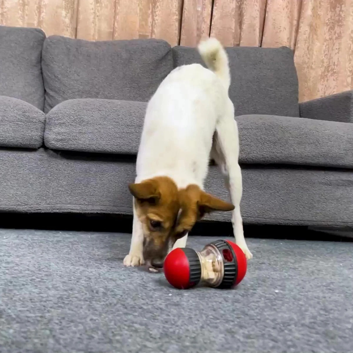 jouet distributeur de croquette pour chien - Museau dort