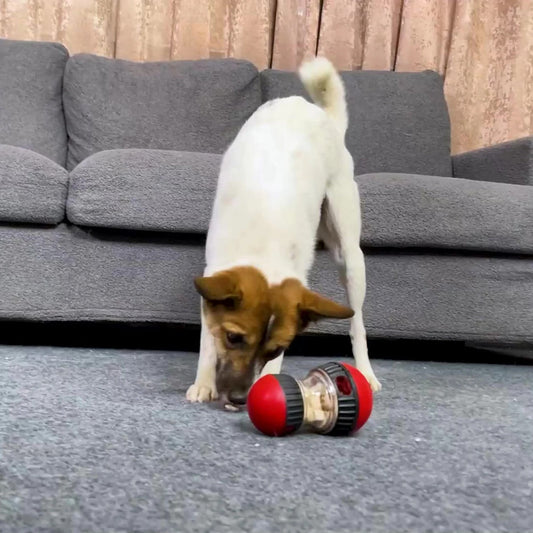 jouet distributeur de croquette pour chien - Museau dort