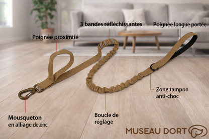 Laisse chien anti-traction avec zone amortissante, double poignée et bandes réfléchissantes, présentée en intérieur moderne.