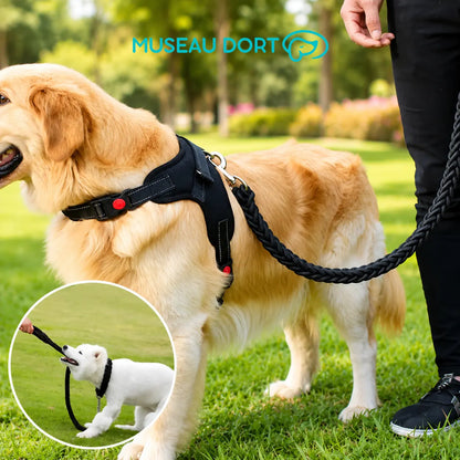 Golden retriever avec harnais utilisant une laisse corde noire en nylon tressé dans un parc