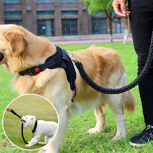 Golden retriever arrêté sur le gazon avec son maitre dans un parc avec un harnais noir et une lasse tressé noir tenue par son propriétaire