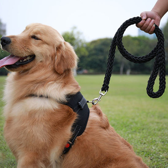 Golden retriever assis avec son maitre son tiens la laisse en main pour démontrer la solidité de la laisse noire pour chien dans un terrain gazonné 