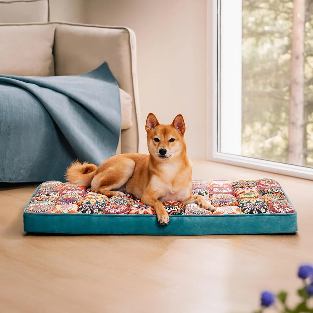 Lit pour chien orthopédique style marocain avec chien reposant dans un salon lumineux, coussin épais et stable Museau Dort