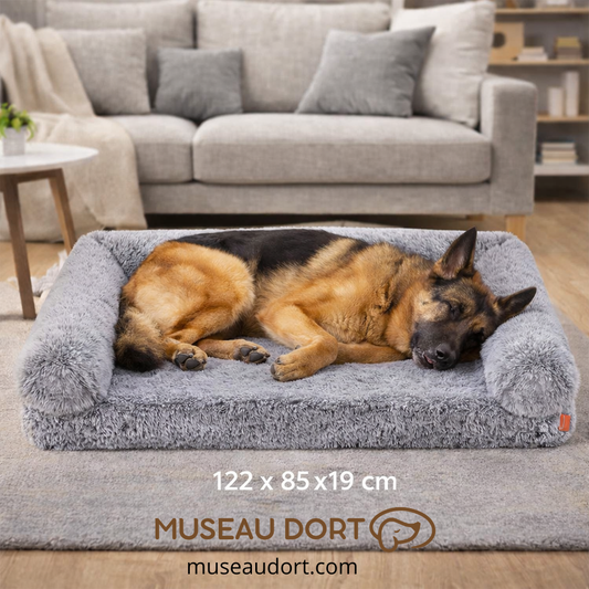 Lit pour chien orthopédique XXL 122x85x19 cm avec berger allemand en salon moderne Museau Dort
