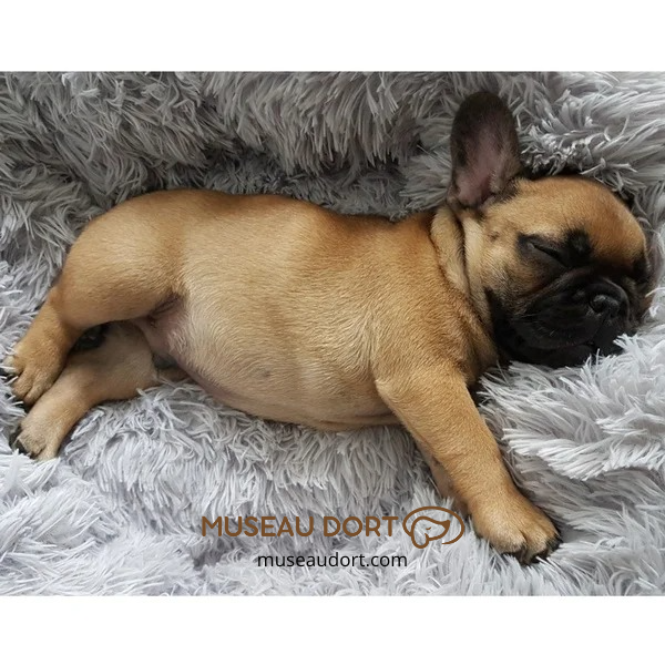 Coussin pour chien – DoggyPouf, le coussin cocon ultra moelleux