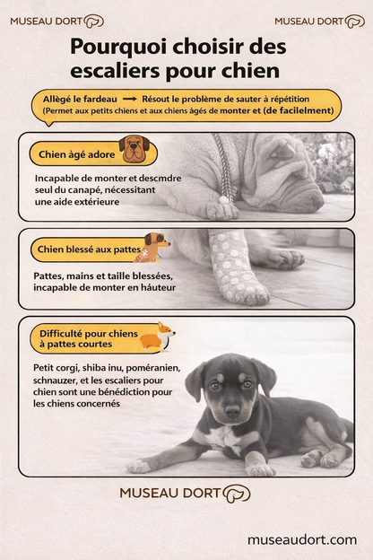 Infographie expliquant pourquoi choisir un escalier pour chien, aide les chiens âgés, blessés ou à pattes courtes, Museau Dort
