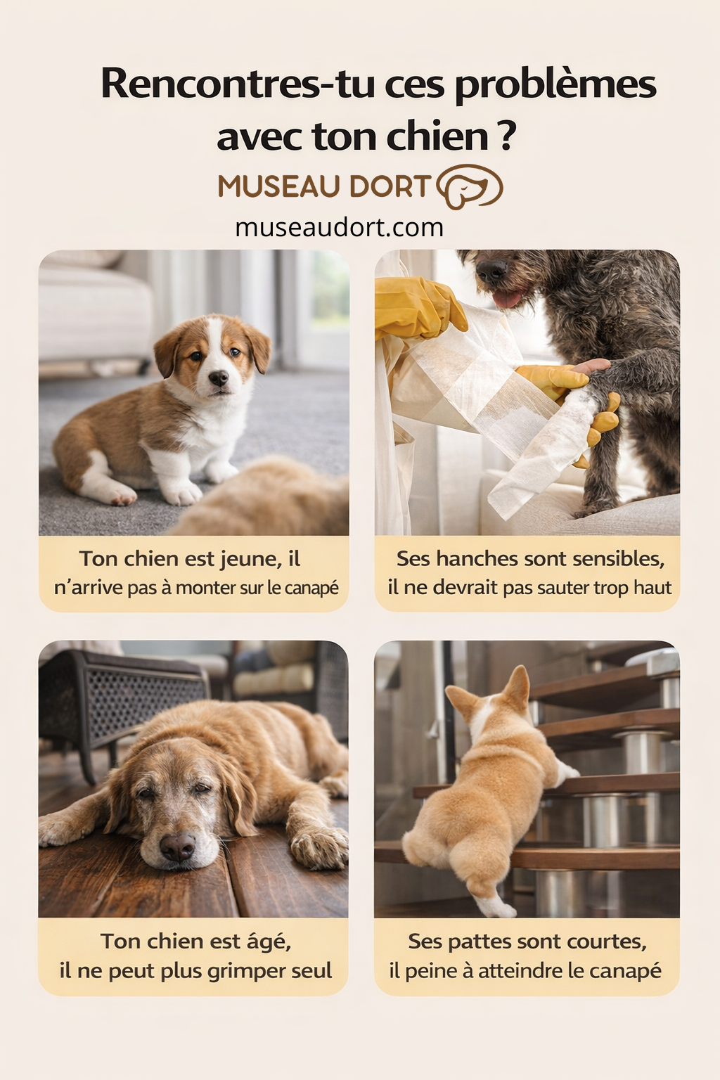Montage photo montrant 4 situations où un chien a du mal à monter seul sur le canapé Museau Dort