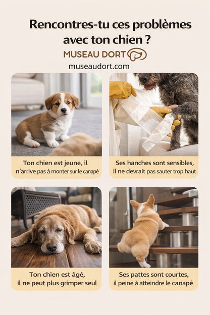 Montage photo montrant 4 situations où un chien a du mal à monter seul sur le canapé Museau Dort
