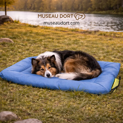 berger shetland couché sur tapis de voyage bleu camping Museau Dort