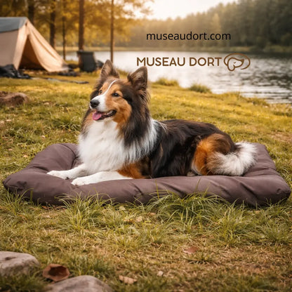 berger shetland sur tapis de voyage marron camping Museau Dort